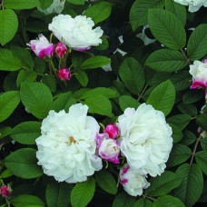 Роза канадская Луиза Багнет С3/4 корнесобственная