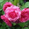 Роза канадская Моден Руби С3/4 корнесобственная