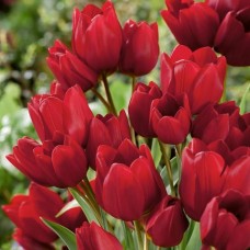 Тюльпан многоцветковый Red georgette 5 шт/уп.