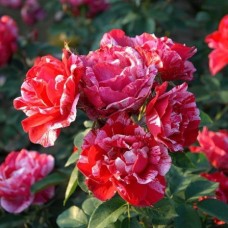 Роза чайно-гибридная Анри Матисс (туба а/ф Сибирский сад)
