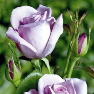 Роза чайно-гибридная Блю Мун (Голубая Луна) C4