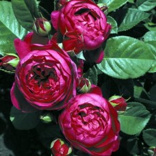 Роза чайно-гибридная Аскот C4