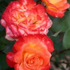 Роза флорибунда Пигаль 85 C4
