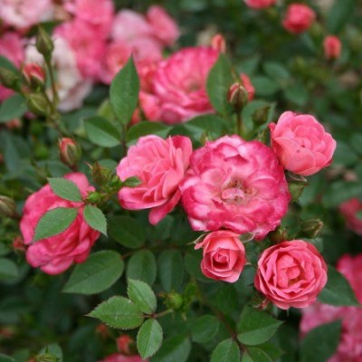 Роза миниатюрная Тини Вини C4