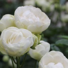 Роза миниатюрная Снипринцесс ОКС