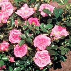 Роза миниатюрная Бубикопф C4