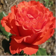 Роза чайно-гибридная Анжелика (туба а/ф Сибирский сад)