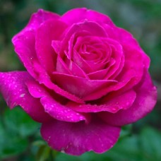 Роза чайно-гибридная Джакаранда (туба а/ф Сибирский сад)