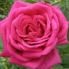 Роза чайно-гибридная Ланком (туба а/ф Сибирский сад)