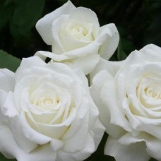 Роза чайно-гибридная Анастасия (туба а/ф Сибирский сад)