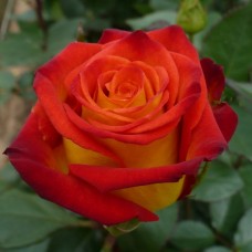 Роза чайно-гибридная Френдли С4