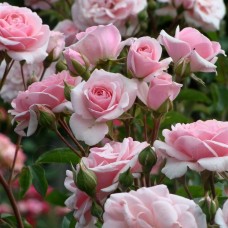 Роза спрей розовая (туба а/ф Сибирский сад)