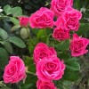 Роза спрей Лавли Лидия (туба а/ф Сибирский сад)