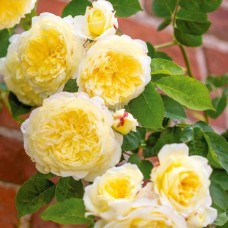 Роза английская Пилигрим (туба а/ф Сибирский сад)