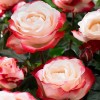 Роза чайно-гибридная Ностальгия (туба а/ф Сибирский сад)