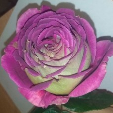 Роза чайно-гибридная Загадка (туба а/ф Сибирский сад)
