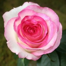 Роза чайно-гибридная Дольче Вита (туба а/ф Семена Алтая)