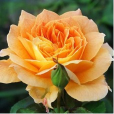 Роза чайно-гибридная Жан Жионо (туба а/ф Сибирский сад)