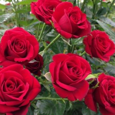 Роза чайно-гибридная Гранд Гала (туба а/ф Сибирский сад)