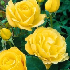 Роза чайно-гибридная Голден Медальон (туба а/ф Сибирский сад)