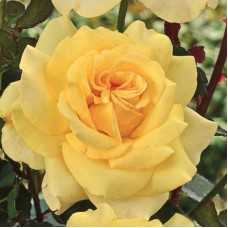 Роза чайно-гибридная Голден Лидер (туба а/ф Сибирский сад)