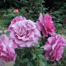 Роза флорибунда Мелоди Парфюм (туба а/ф Сибирский сад)