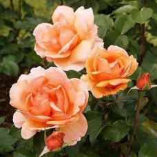 Роза миниатюрная Фаворит Хит (туба а/ф Сибирский сад)