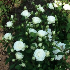 Роза спрей Белый (туба а/ф Сибирский сад)