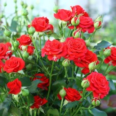 Роза спрей Красный (туба а/ф Сибирский сад)