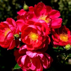Роза канадская Генри Келси С3/4 корнесобственная