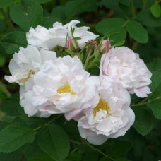 Роза канадская Лак Маджеу С3/4 корнесобственная