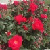 Роза канадская Виннипег Паркс С3/4 корнесобственная