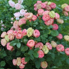 Роза флорибунда Акрополис (туба а/ф Сибирский сад)
