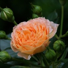 Роза флорибунда Элисон С4