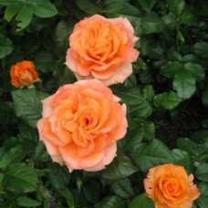 Роза флорибунда Оранж Сента С4