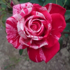 Роза флорибунда Пасадена С4