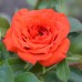 Роза миниатюрная Оранж Джувел С4