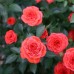 Роза миниатюрная Оранж Джувел С4