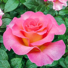 Роза чайно-гибридная Мондиаль С4
