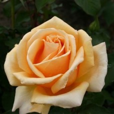 Роза чайно-гибридная Валенсия С4
