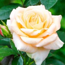 Роза чайно-гибридная Ванила С4