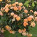 Роза на штамбе Бесси PA 90-110 см С10