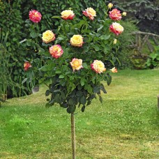 Роза на штамбе Ориент Экспресс PA 90-110 см С10