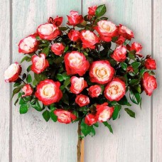 Роза на штамбе Дабл Делайт (Двойное удовольствие) РА 90-110 см С10