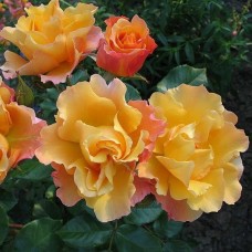Роза флорибунда Текила С3