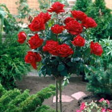 Роза на штамбе Кардинал РА 90-110 см С10