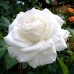 Роза на штамбе Аннапурна РА 90-110 см ОКС