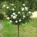 Роза на штамбе Аннапурна РА 90-110 см С10