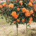Роза на штамбе Алла РА 90-110 см С10