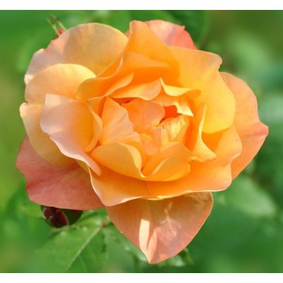 Роза на штамбе Алла РА 90-110 см ОКС